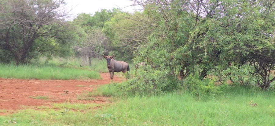 10 Bedroom Property for Sale in Swartruggens North West